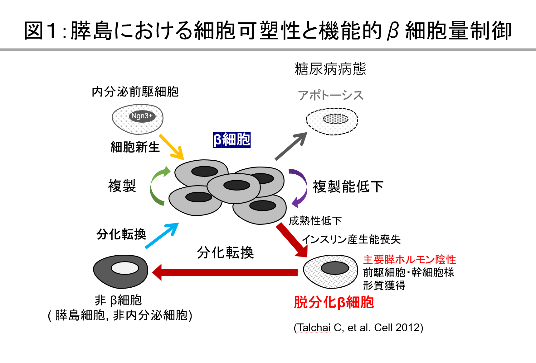 膵島における細胞可塑性と機能的β細胞量制御